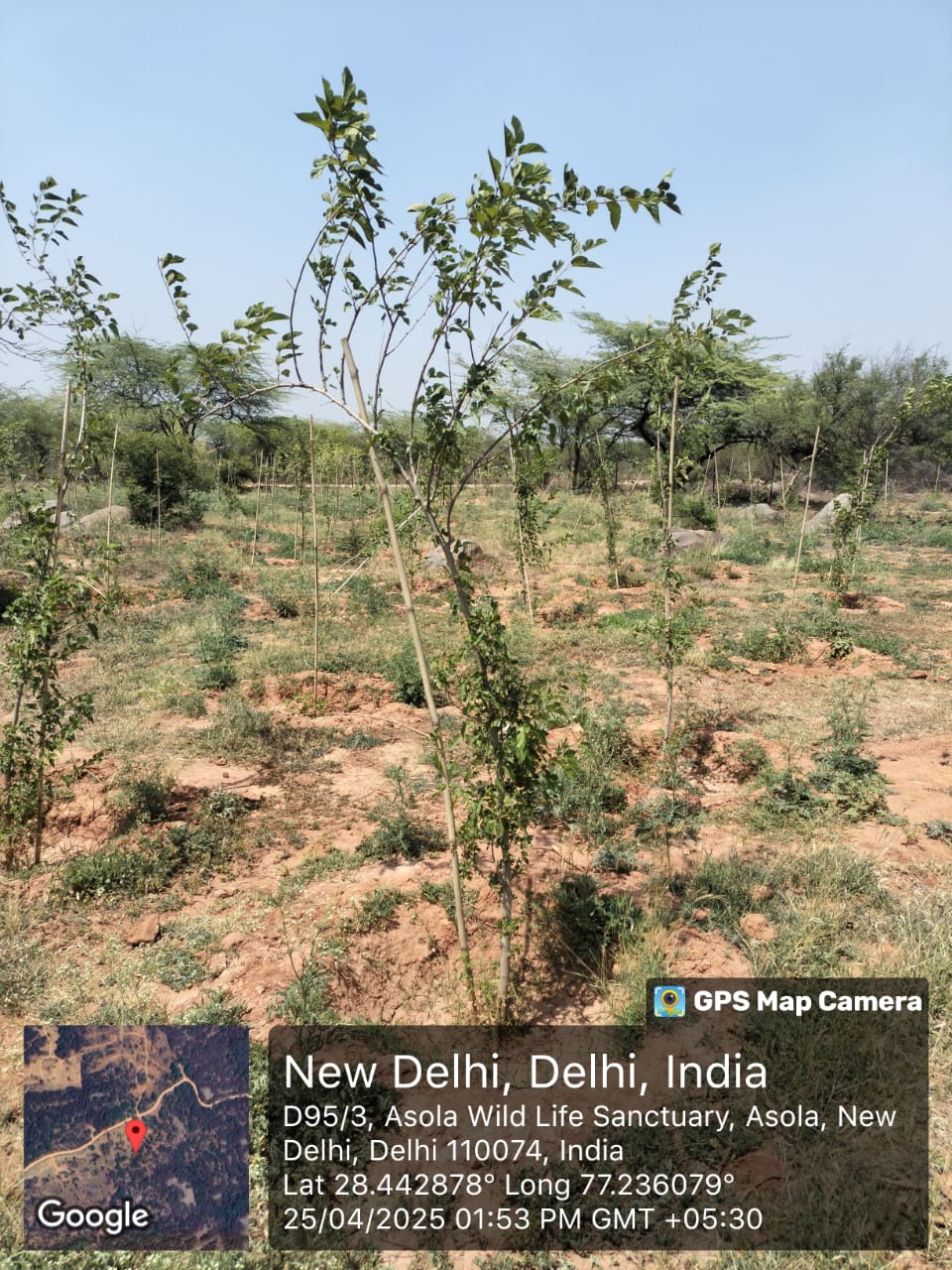 Assisted Natural Regeneration Artificial Regeneration